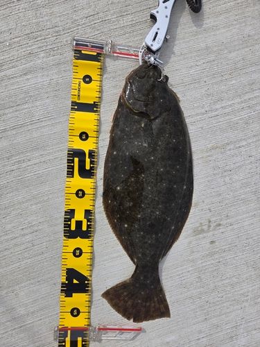 ヒラメの釣果