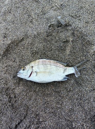 釣果