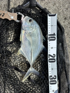 ロウニンアジの釣果