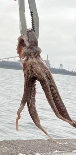 マダコの釣果