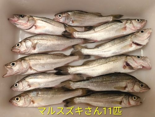セイゴ（マルスズキ）の釣果