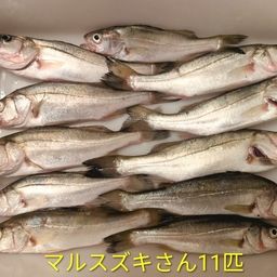 セイゴ（マルスズキ）