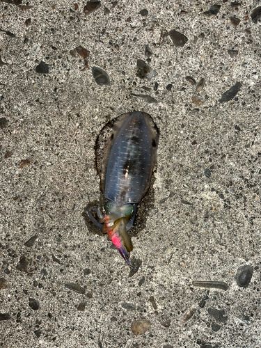 樋島