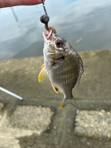 荒川下流