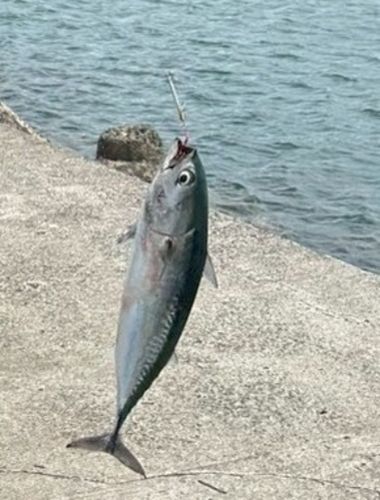 ソウダガツオの釣果