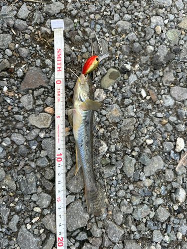 ハゼの釣果