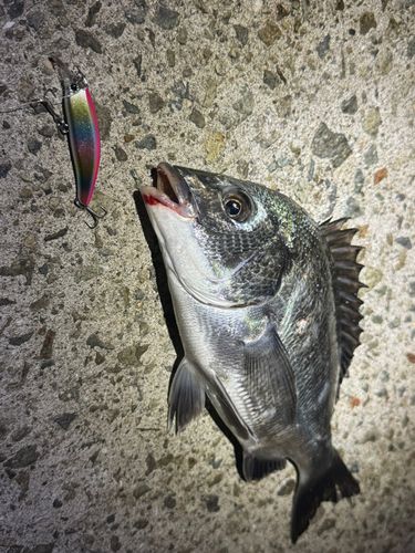 武庫川河口