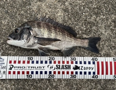 チヌの釣果