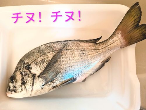 ディズニーリゾート付近