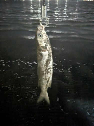 ボラの釣果