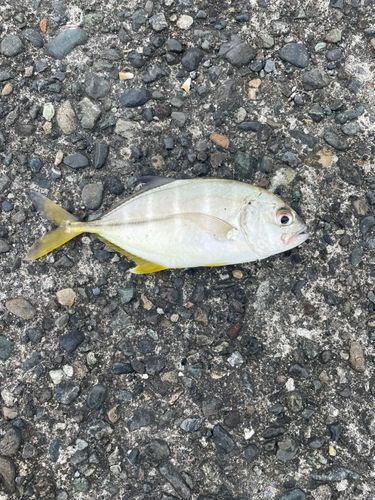 ギンガメアジの釣果
