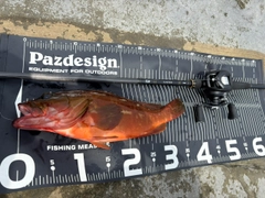 アカハタの釣果