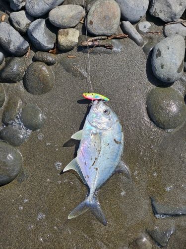 メッキの釣果