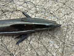 コバンザメの釣果