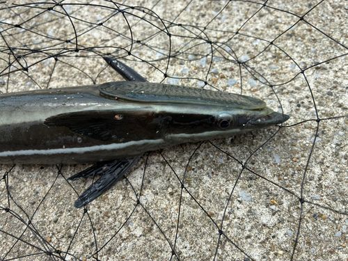 コバンザメの釣果