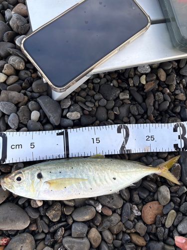アオアジの釣果