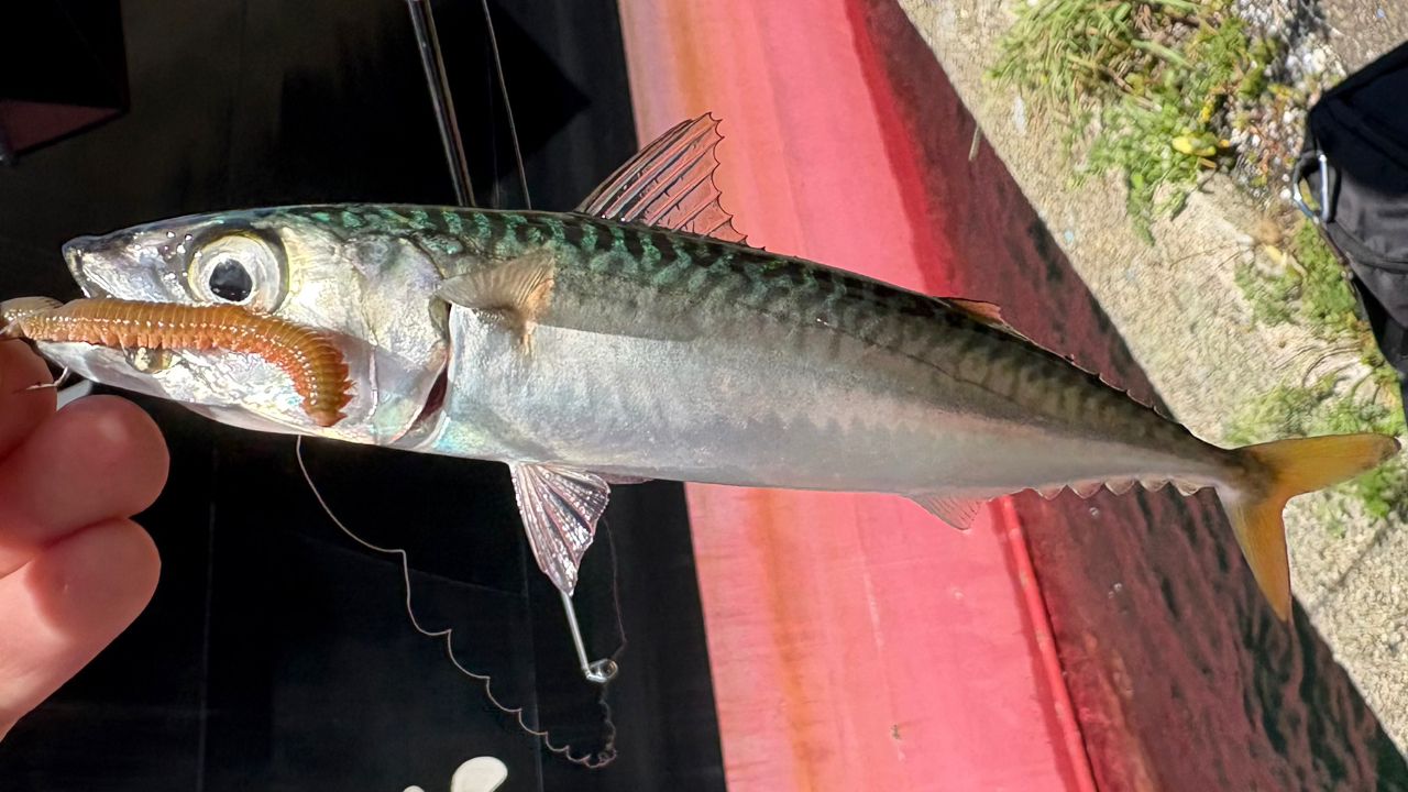 サバ