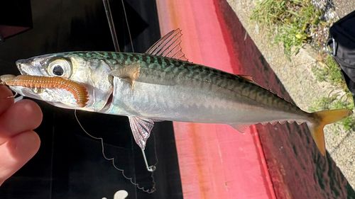 サバの釣果