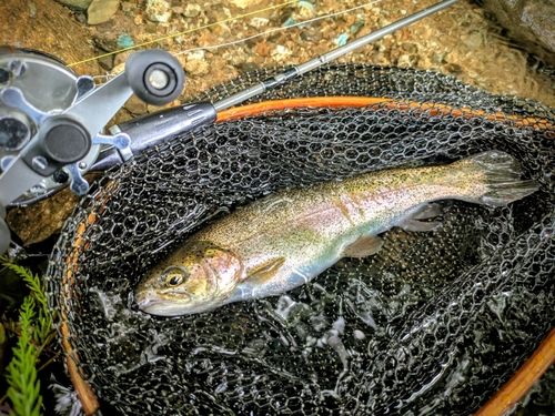 ニジマスの釣果