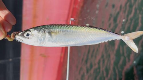サバの釣果