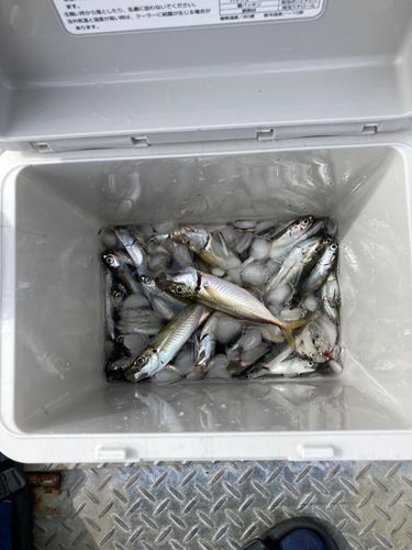 イワシの釣果