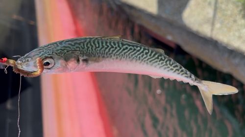 サバの釣果