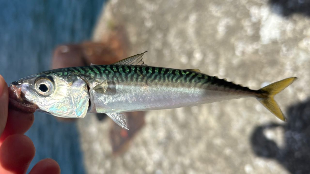 サバ