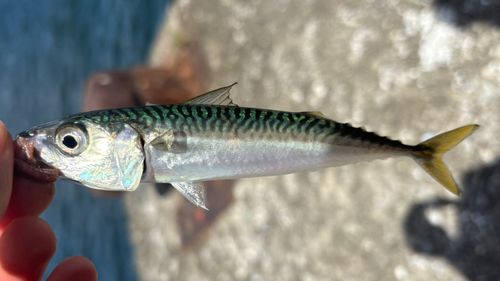 サバの釣果
