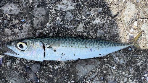サバの釣果