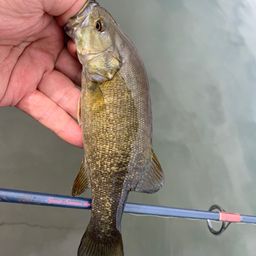 スモールマウスバス