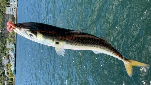 サバの釣果