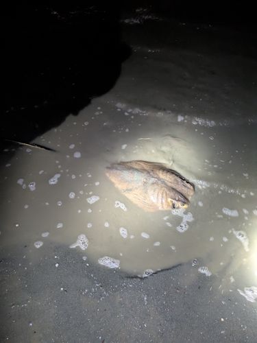 アカエイの釣果
