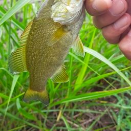 スモールマウスバス