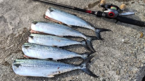 サゴシの釣果