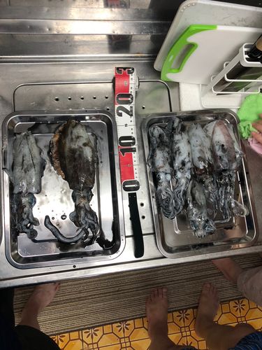 アオリイカの釣果