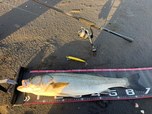 スズキの釣果