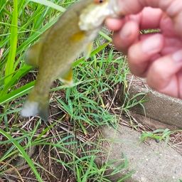 スモールマウスバス