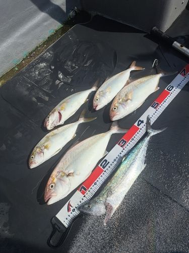 カンパチの釣果