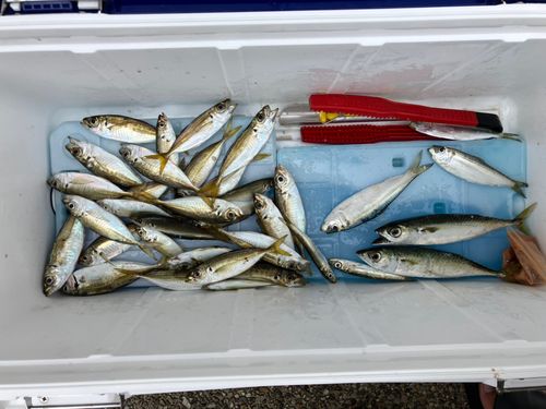 アジの釣果