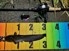 マナマズの釣果