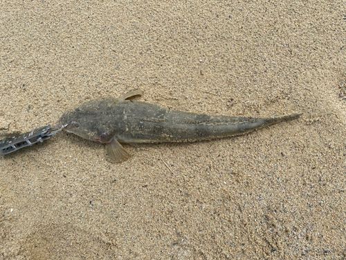 マゴチの釣果