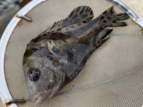 コショウダイの釣果