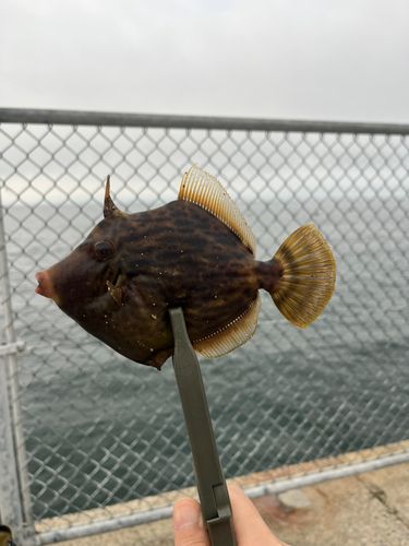 カワハギの釣果