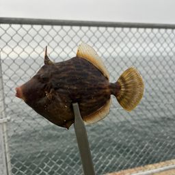 カワハギ