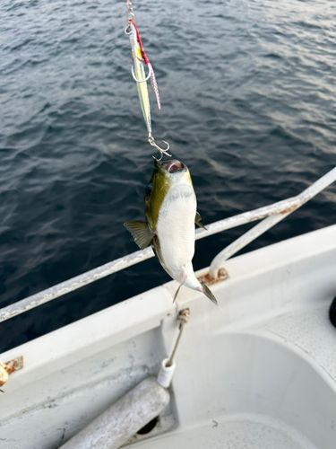 シロサバフグの釣果
