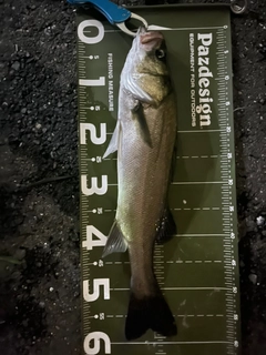 シーバスの釣果