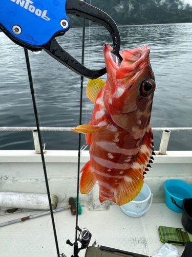 アカハタの釣果