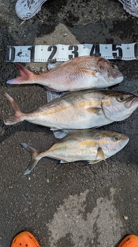 高知県西部