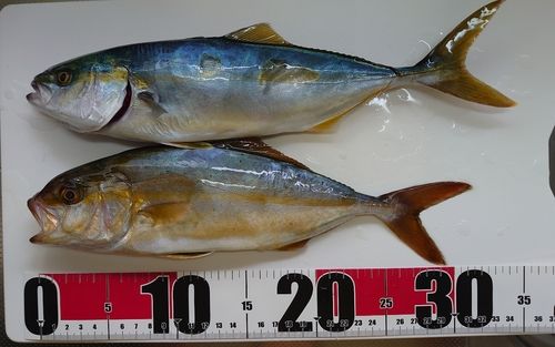 シオの釣果