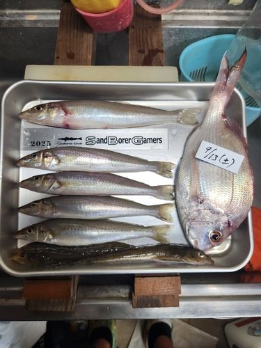 シロギスの釣果